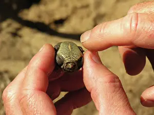Terrapin: Diamondback Terrapin Hatchling