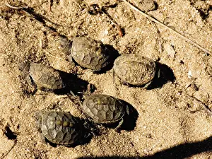 Terrapin: Diamondback Terrapin Hatchlings