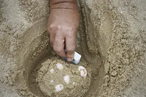Emydidae: Diamondback Terrapin Nest