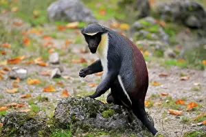 Guenon: Diana guenon (Cercopithecus diana), adult, alert