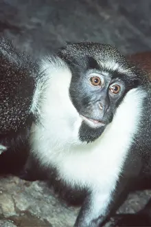 Guenon: Diana MONKEY / Diana Guenon - close-up of face