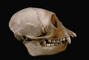 Malawi: Diana Monkey skull