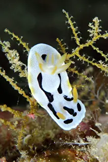 Diana: Diana's Chromodoris Nudibranch California Dreaming