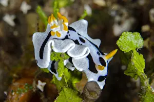 161018: Diana's Chromodoris Nudibranch - Sedam dive site