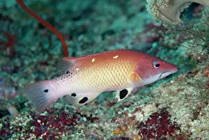 Fiabacet: Diana's Hogfish