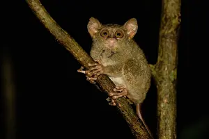 Tarsius: Dian's Tarsier