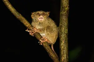 Tarsius: Dian's Tarsier