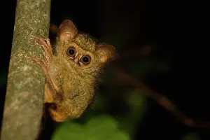Tarsius: Dian's Tarsier