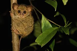Tarsius: Dian's Tarsier