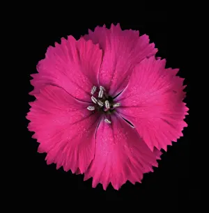 Dianthus: Dianthus