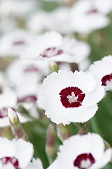 Dianthus: Dianthus Dainty Dame, Pink Dainty Dame, White, Perennial