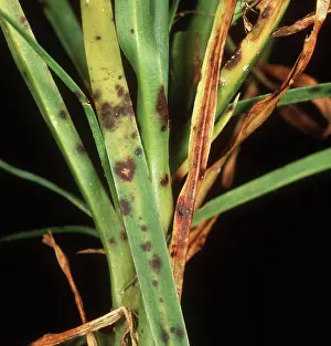 Dianthus: Dianthus leaf spot on Carnation