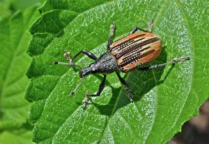Sugarcane: Diaprepes Root Weevil