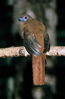 Trogon: Diard's Trogon