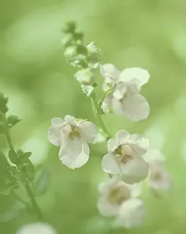 Enhanced: Diascia