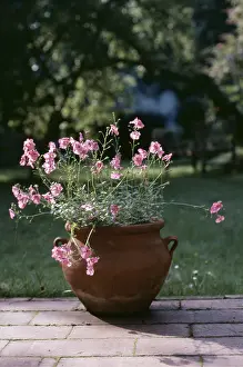 Pots: DIASCIA CORDATA - in a pot