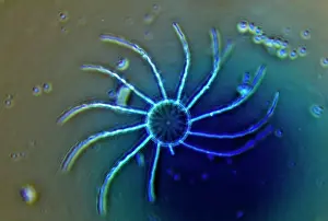 Spirals: Diatom - from marine plankton sample