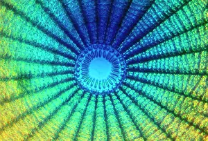Spirals: Diatom - from marine plankton sample. A type of
