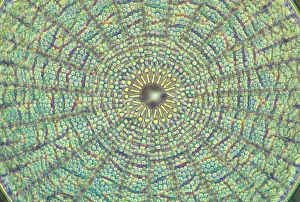 Spirals: Diatoms - from marine plankton sample