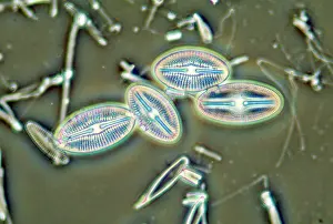 Diatom: Diatoms - from marine plankton sample