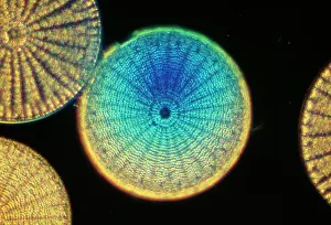 Planktons: DIATOMS - From marine plankton sample. A type of