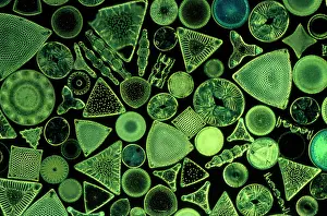 Emma Coghlan: Diatoms - marine (x25)