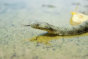 Natrix: Dice Snake