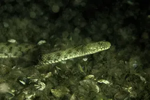 Natrix: Dice snake, Natrix tessellata, Lugano lake, Ticino
