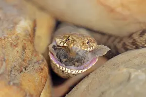 Provence: Dice snake (Natrix tessellata) with preyed fish