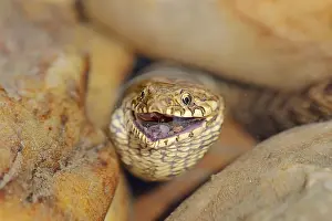 Provence: Dice snake (Natrix tessellata) with preyed fish