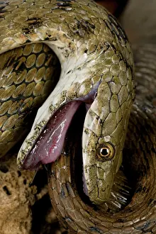 Natrix: Dice Snake - in a thanatosis defensive behavior