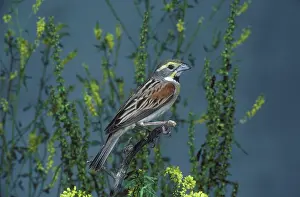 Townsendi: Dickcissel male