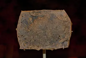 Paleozoology: Dickinsonia sp