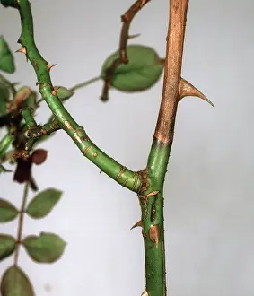 Poor: Dieback on pruned rose