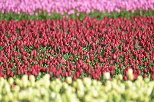 Flourish: Different colored tulips in rows behind each other