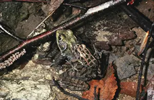 Wrong: Two Different Frogs