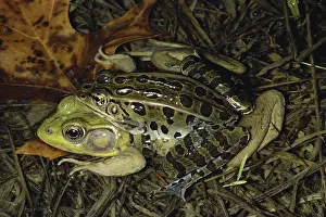 Ranidae: Two Different Frogs