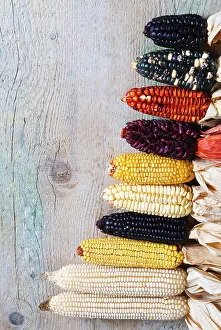 Corn: Different type of maize or corn (Zea mays)