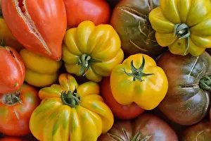 Varieties: Different varieties of organic tomatoes (Solanum