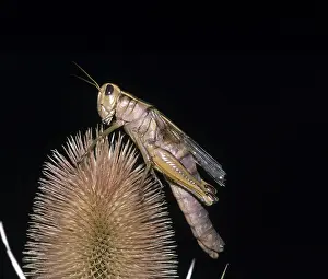 Orthopteran: Differential Grasshopper
