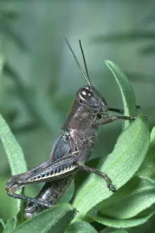Orthopteran: Differential Grasshopper