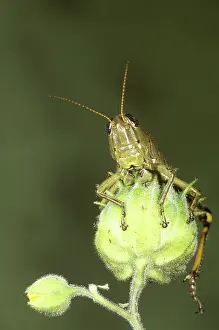 Orthopteran: Differential Grasshopper