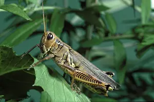 Differential: Differential Grasshopper
