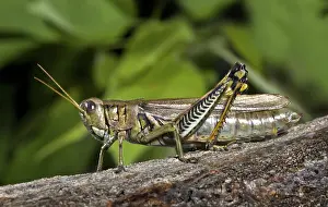 Differential: Differential Grasshopper