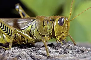 Differential: Differential Grasshopper