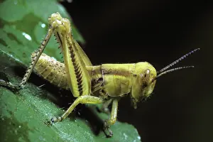 Differential: Differential Grasshopper Nymph