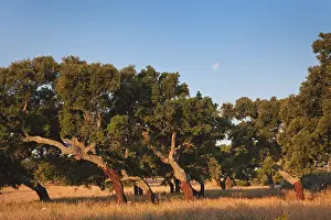 Sardinien: DIG, Geografie, Italien, Sardinien, Korkeichen im
