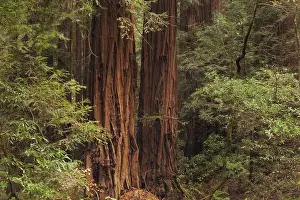 Muir: DIG, geography / travel, USA, California, Muir Woods