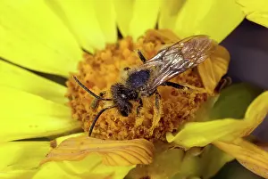 Coreopsis: Digger Bee