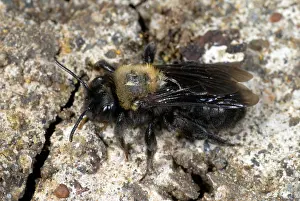 Pollinate: Digger Bee